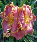 Лілейник крупноквітковий - Orchid and Gold